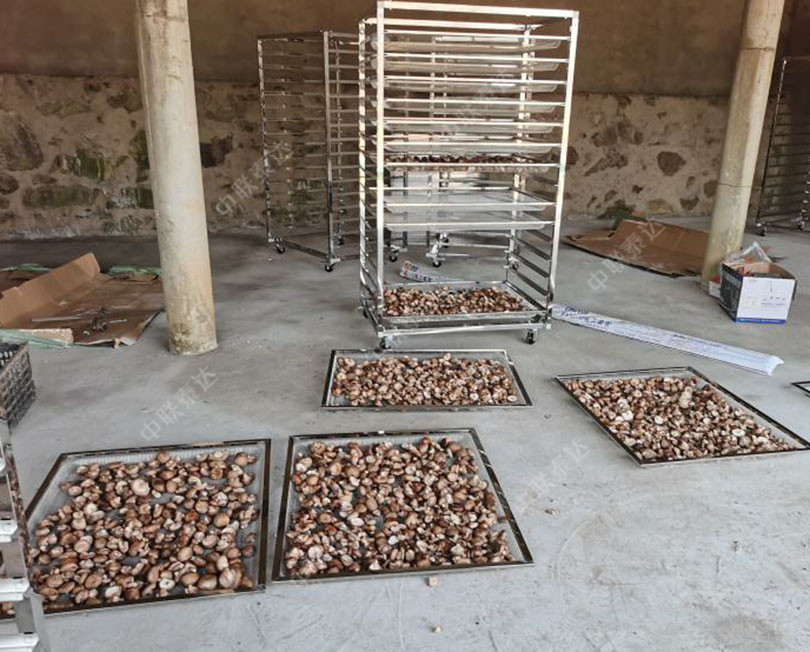 mushroom tray dryer